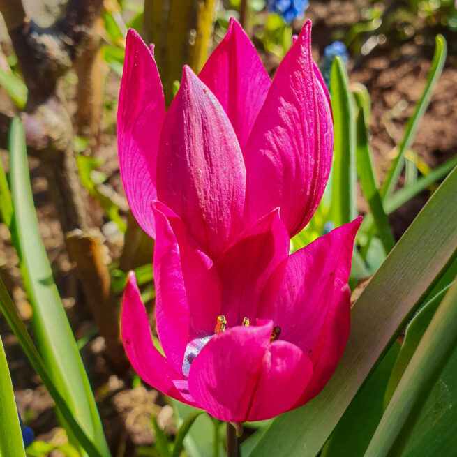 Tulpanen Pink Charm.