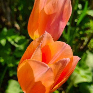 Apricot Beauty är en enkel tidigblommande aprikosrosa tulpan med gul botten. Den börjar blomma i andra halvan av april. Väldoftande och prisvinnande. En klassiker i rabatten, ca 30–35 cm. Från 1953.