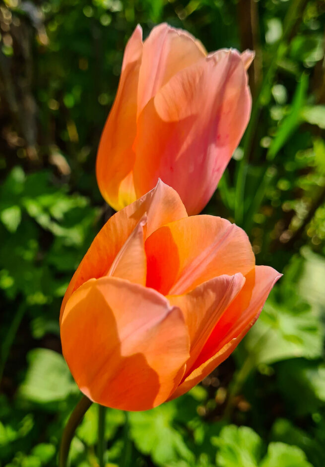 Apricot Beauty är en enkel tidigblommande aprikosrosa tulpan med gul botten. Den börjar blomma i andra halvan av april. Väldoftande och prisvinnande. En klassiker i rabatten, ca 30–35 cm. Från 1953.