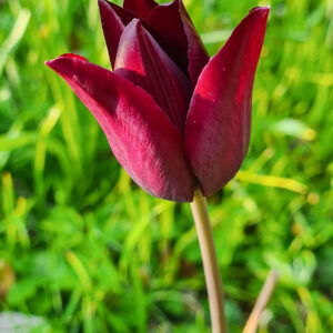 Tulpanen Havran är en mörk snygg tulpan med lite spetsiga kronblad i silkelslen purpur. Kan ha både två och tre blommor på varje stjälk. Ca 45 cm.