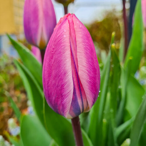 Tulpanen Light and Dreamy är mycket tidigtblommande och lavendelrosa med mörka stjälkar. Knoppen är vacker och blomman övergår från gråbrunlilla till lavendelrosa när den slår ut. Utsökt inuti! Ca 45–55 cm.