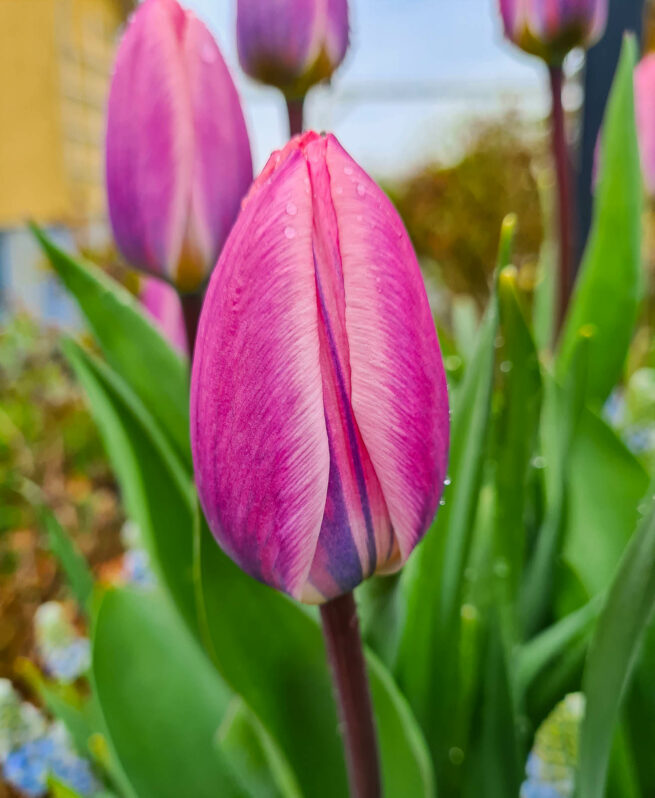 Tulpanen Light and Dreamy är mycket tidigtblommande och lavendelrosa med mörka stjälkar. Knoppen är vacker och blomman övergår från gråbrunlilla till lavendelrosa när den slår ut. Utsökt inuti! Ca 45–55 cm.