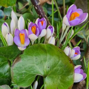Krokus Spring Beauty