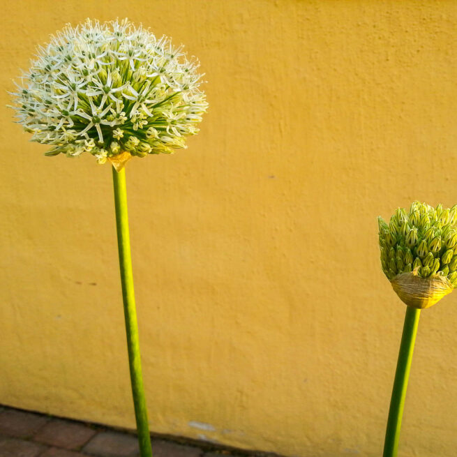 Allium Mount Everest.