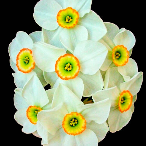 Narcissen Dreamlight.