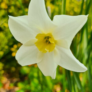 Narcissen Lieke är en ny rent vit mjuk blomma med gulgrön liten trumpet. Underbar doft och utmärkt som snittblomma. Ca 35–40 cm. Registrerad 2015.