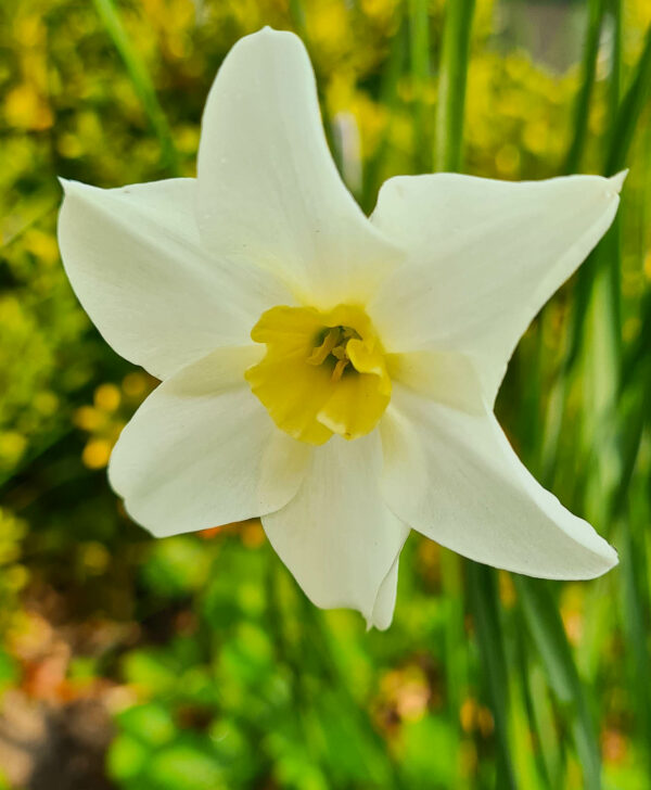Narcissen Lieke är en ny rent vit mjuk blomma med gulgrön liten trumpet. Underbar doft och utmärkt som snittblomma. Ca 35–40 cm. Registrerad 2015.