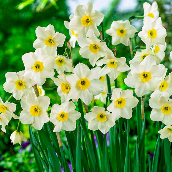 Narcissen Lieke.