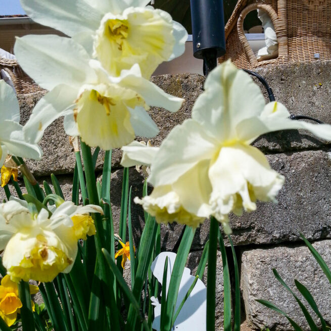 Narcissen Papillon Blanc.