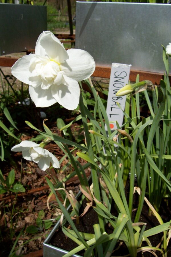 Narcissen Snowball