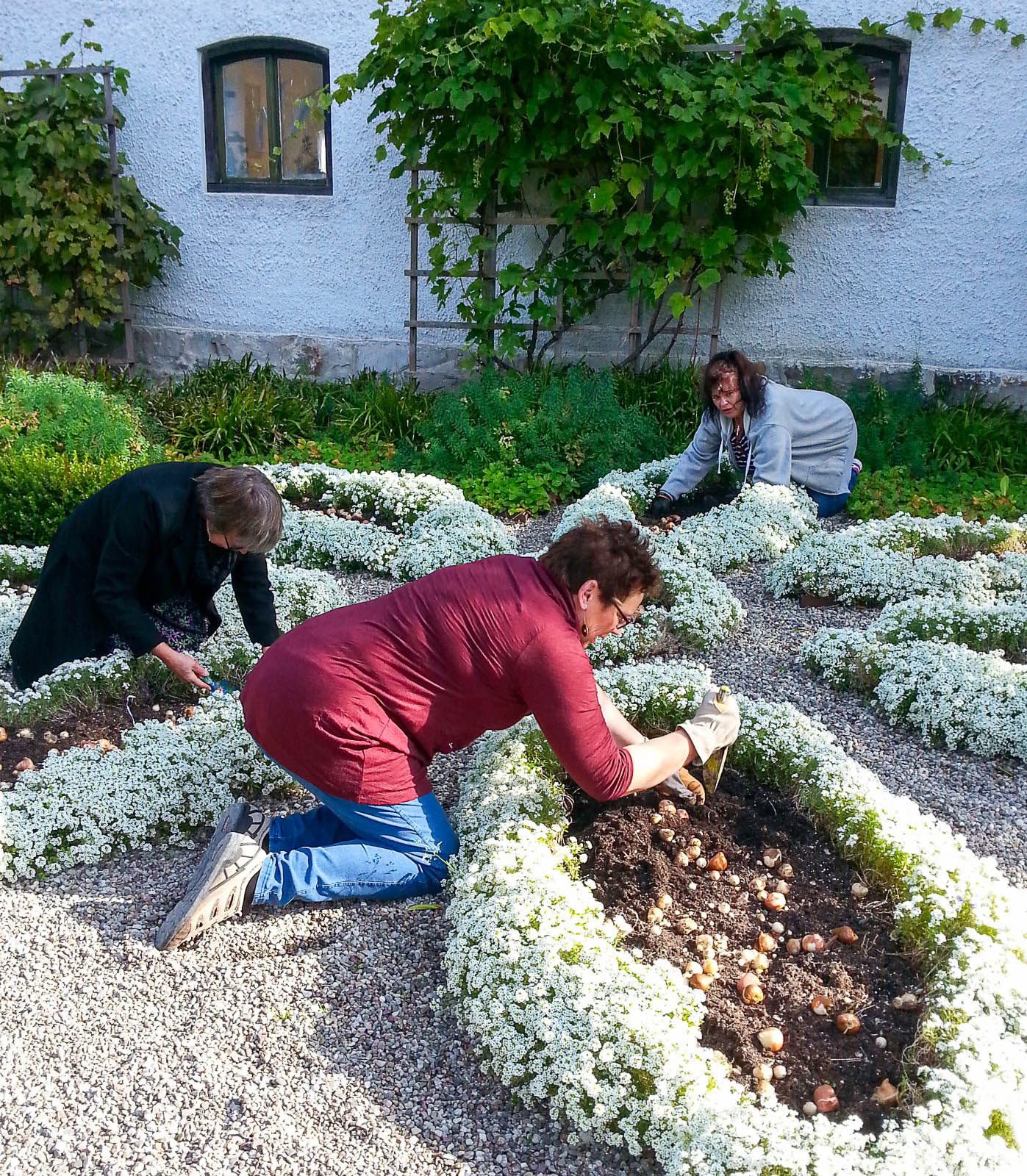 Plantering av tulpaner på Österlens Museum i Simrishamn.