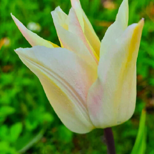 Tulipa ’Für Elise’ är en greigiitulpan, svagt bärnstensgul på utsidan med svagt rosagula flammor. Insidan är korallfärgad med citrongul bas. Ca 30 cm.