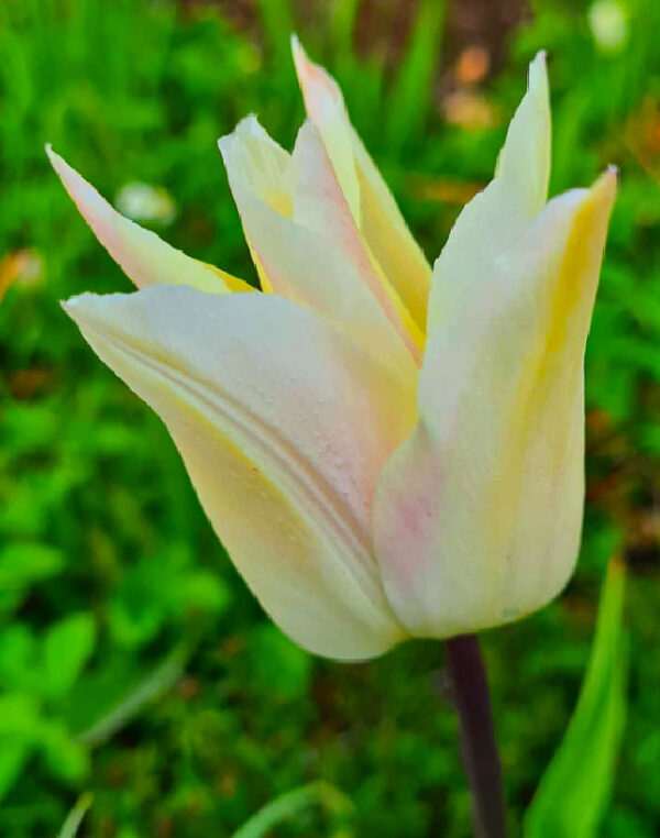 Tulipa ’Für Elise’ är en greigiitulpan, svagt bärnstensgul på utsidan med svagt rosagula flammor. Insidan är korallfärgad med citrongul bas. Ca 30 cm.