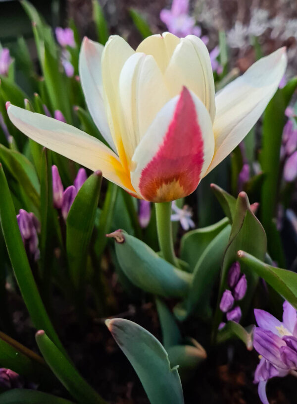 Tulipa ’The First’ är en Kaufmanniatulpan som är en av de tidigaste. I vårsolen öppnar sig blomman nästa helt platt med en vit insida och gul botten medan utsidan är karminröd. Kallas på engelska Waterlilly tulip. Snygg att plantera många av.