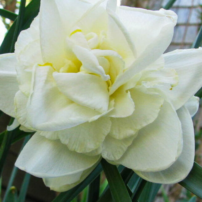 Narcissen Obdam