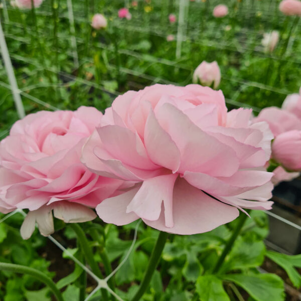 Ranunculus asiaticus ’Rosa’