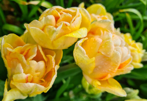Tulpanen Charming Beauty är dubbel sen med en härligt aprikos/rosa/orange blomma som nästan påminner om en pion eller ros och som fungerar bra som snittblomma. Ca 45 cm.