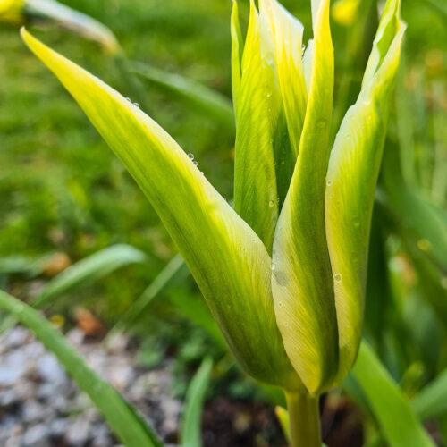 Tulpanen Greenstar är liljeblommande med en uppseendeväckande grönvit blomma som passar utmärkt till snitt. Ca 50 cm.