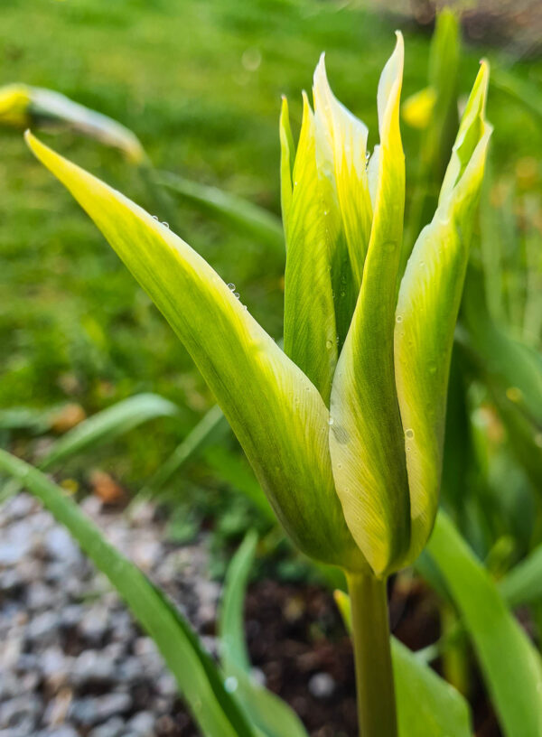 Tulpanen Greenstar är liljeblommande med en uppseendeväckande grönvit blomma som passar utmärkt till snitt. Ca 50 cm.