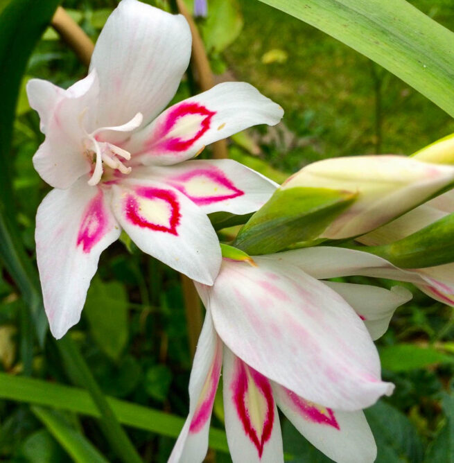 Gladiolus nanus Nymph