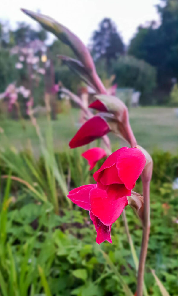 Gladiolus papillio Ruby