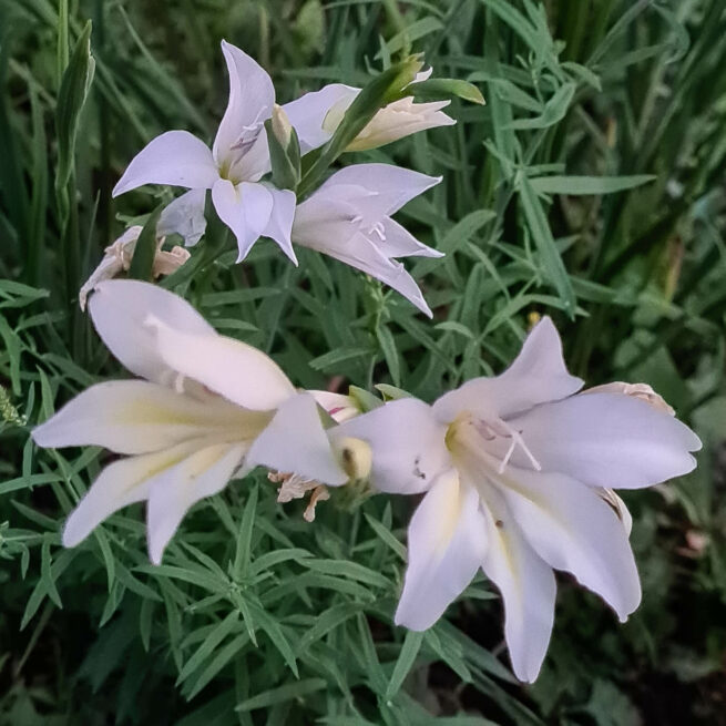 Gladiolus x colvillei ’Albus’.
