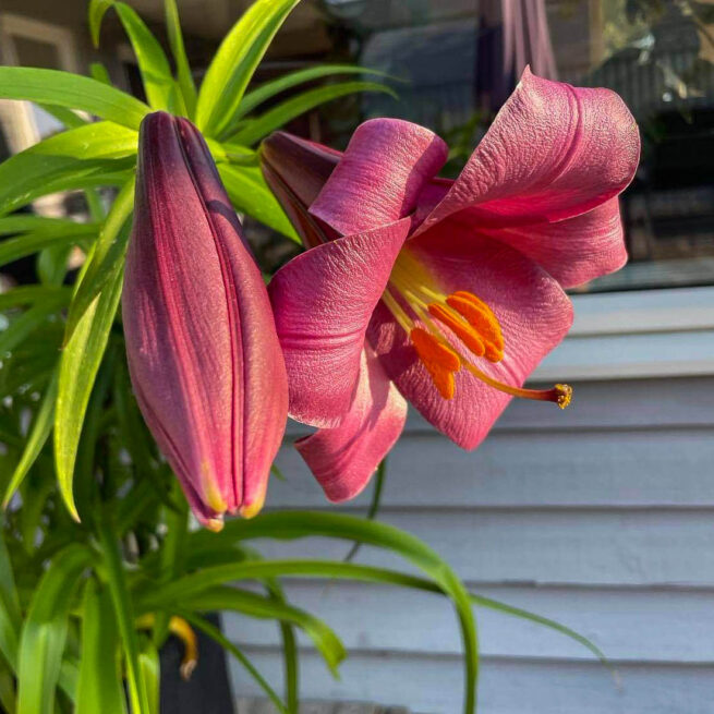 Lilium Pink Perfection är en rosa trumpetlilja med blomklasar. Ca 150 cm. Blommar i juni-augusti beroende på plantering. Bra snittblomma.