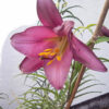 Lilium regale ’Pink Perfection’