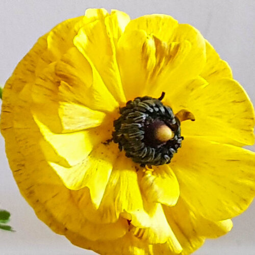 Ranunculus asiaticus ’Tomer’ Yellow