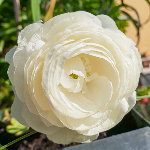 Ranunculus asiaticus ’Tomer’ White