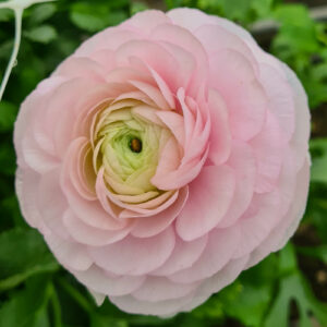 Ranunculus asiaticus ’Rosa Chiaro’