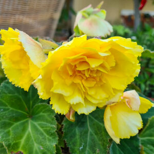 Begonia ’Cascade Yellow’.