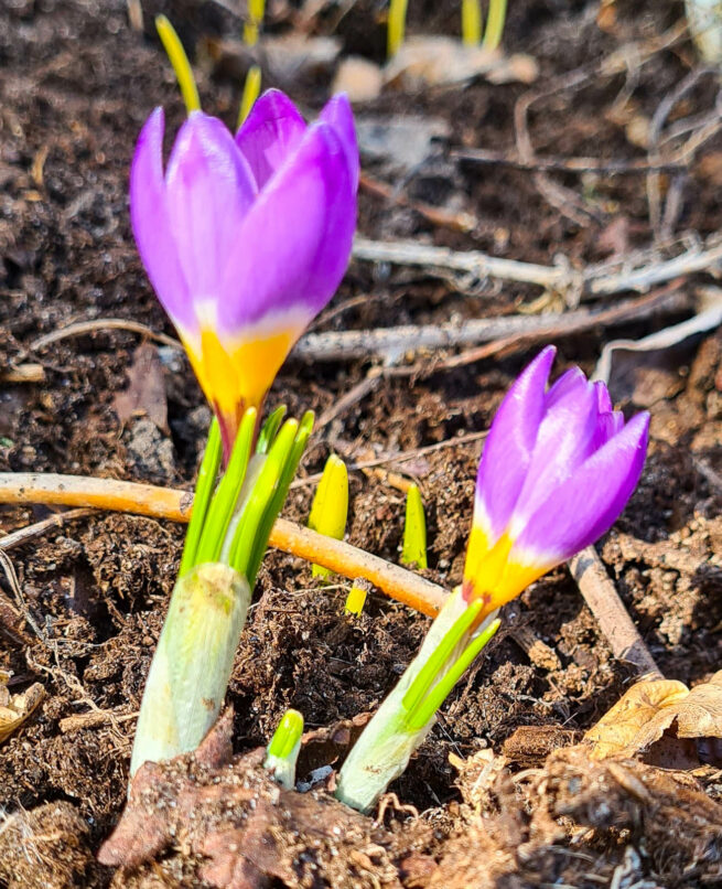 Grekisk krokus 'Tricolor' (crocus sieberi), är gul, vit och blålila i fält. Namnet Sieberi kommer från en botanist från Böhmen, Franz Wilhelm Sieber som levde 1789-1844.