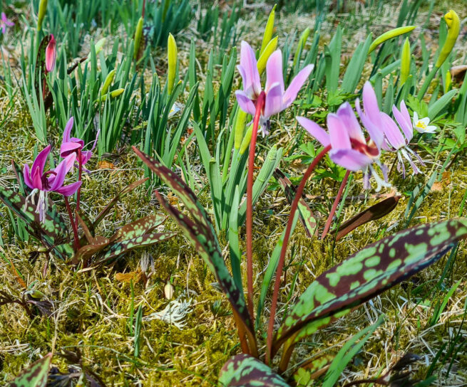 Hundtandslilja ’Lilac Wonder’ (Erythronium dens-canis) är en rosalila hundtandslilja med grågröna blad som får brunvioletta fläckar. Kommer från Central- och Sydeuropa. Kan vara svår att få tag på men frösår sig, Vill gärna stå orörd, ha