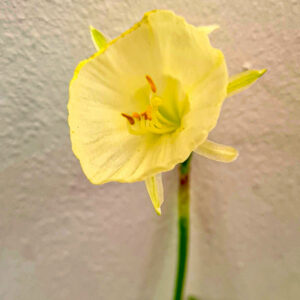 Narcissen ’Artic Bells’ (Narcissus bulbucodium) är en vitgul kriolinnarciss och ser ut som att det endast är en trumpet, men den har smala, smala kalkblad kronan. Ca 10-15 cm och blommar i april-maj.