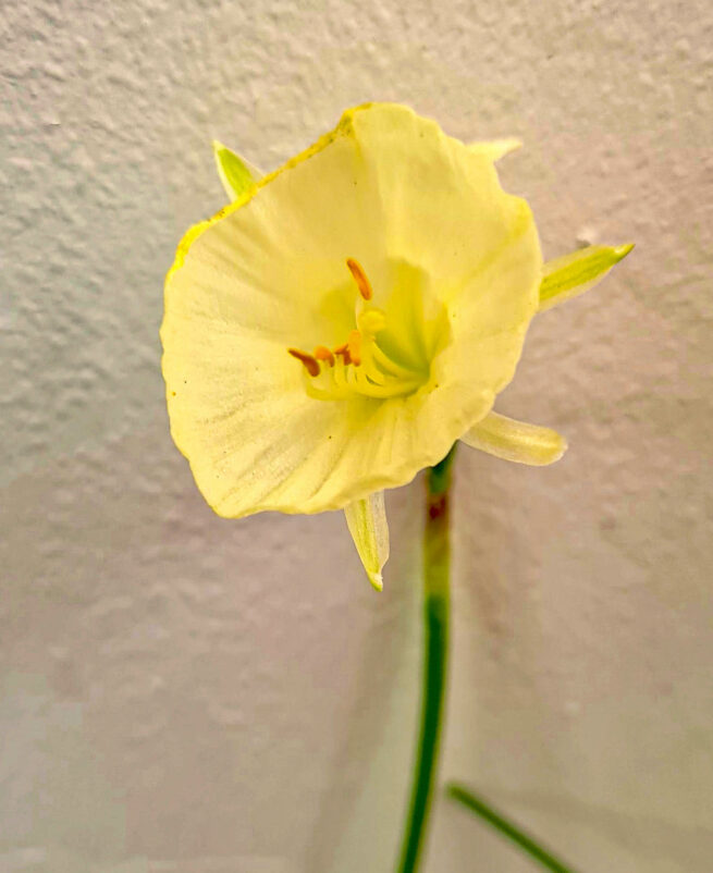 Narcissen ’Artic Bells’ (Narcissus bulbucodium) är en vitgul kriolinnarciss och ser ut som att det endast är en trumpet, men den har smala, smala kalkblad kronan. Ca 10-15 cm och blommar i april-maj.
