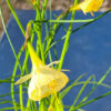 Narcissen 'Artic Bells' (Narcissus bulbucodium) är en vitgul kriolinnarciss och ser ut som att det endast är en trumpet, men den har smala, smala kalkblad kronan. Ca 10-15 cm och blommar i april-maj.