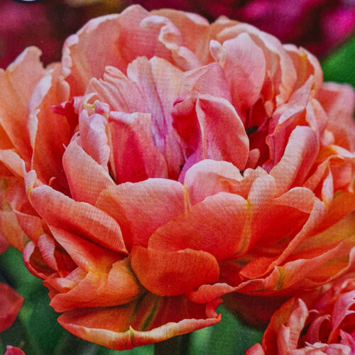 Tulpanen Copper Image är en blek kopparfärgad dubbel tulpan med dragning åt det rosa. Blommar i maj. 35-40 cm. Utmärkt som snittblomma. Dubbel sen.