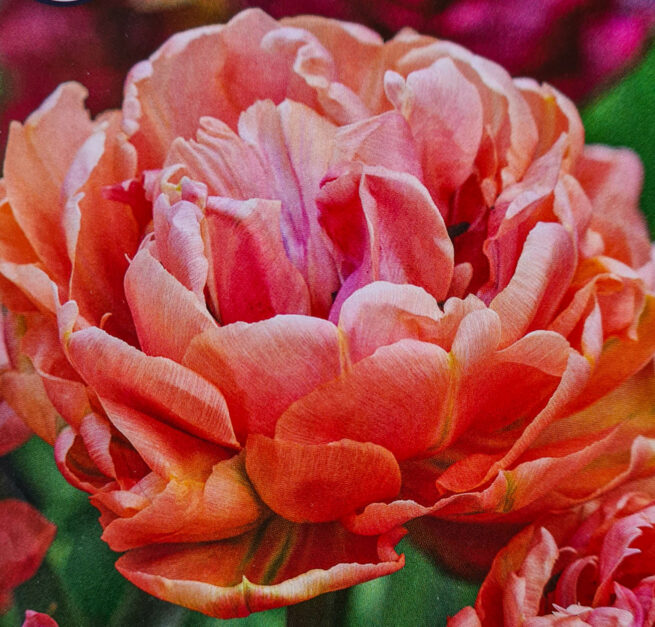 Tulpanen Copper Image är en blek kopparfärgad dubbel tulpan med dragning åt det rosa. Blommar i maj. 35-40 cm. Utmärkt som snittblomma. Dubbel sen.