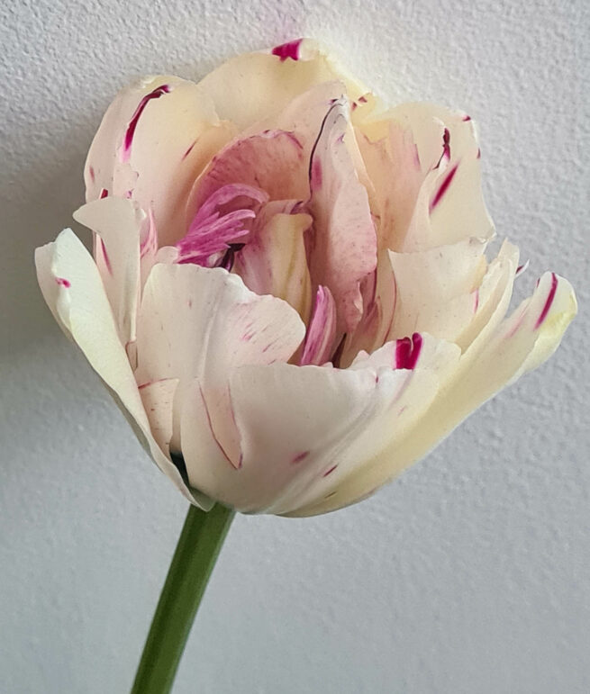 Tulpanen Danceline är en pionblommande vit tulpan med enstaka röda och gröna strimmor på en kraftig stabil stjälk. Har en utmärkande lång blomtid och passar därför alldeles utmärkt för buketter. Ca 40 cm. Blommar i maj. Dubbel sen.