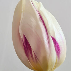 Tulpanen Flaming Flag, är en vit flammig triumph-tulpan med lila strimmor, en del kallar den rembrandttulpan. Blommar länge och lämpar sig utmärkt som snittblomma. Ca 40-60 cm och blommar i april-maj.