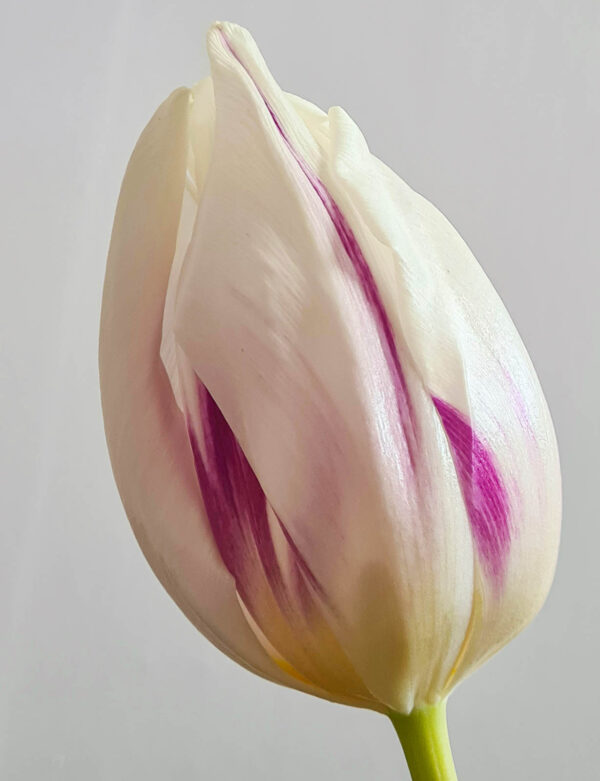 Tulpanen Flaming Flag, är en vit flammig triumph-tulpan med lila strimmor, en del kallar den rembrandttulpan. Blommar länge och lämpar sig utmärkt som snittblomma. Ca 40-60 cm och blommar i april-maj.