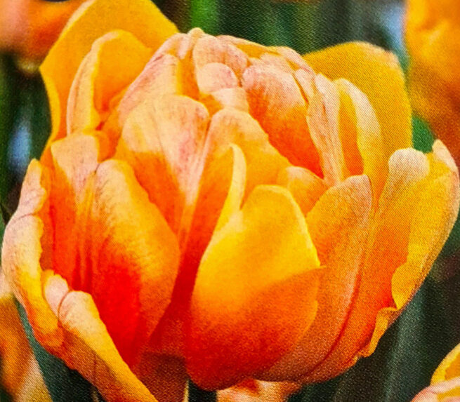 Tulpanen Foxy Foxtrot (Tulipa genseneriana) är en dubbel tidig fluffig tulpan i aprikosa toner. Lämpar sig utmärkt som snittblomma. Ca 35-40 cm. Blommar i april.