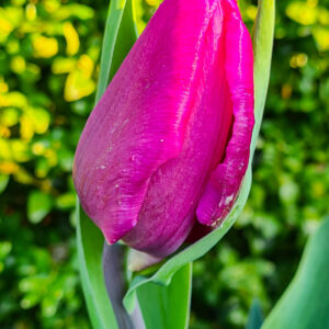 Tulpanen Purple Flag är en triumph-tulpan med en enkel ståtlig blomma i fuschia lila. Ca 45 cm och blommar i april-maj. Utmärkt som snittblomma.