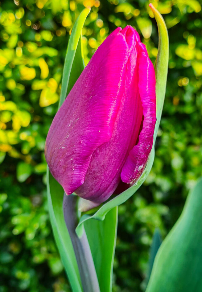 Tulpanen Purple Flag är en triumph-tulpan med en enkel ståtlig blomma i fuschia lila. Ca 45 cm och blommar i april-maj. Utmärkt som snittblomma.