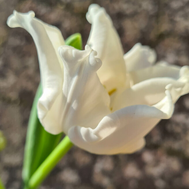 Tulpanen White Liberstar är en kritvit tulpan med en unik form på blomman, det är en nyhet och kallas Coronet som betyder kron-tulpan. Coronet-gruppen är registrerad i internationella registret för Tulpaner. Blommar mycket länge och fungerar lika br