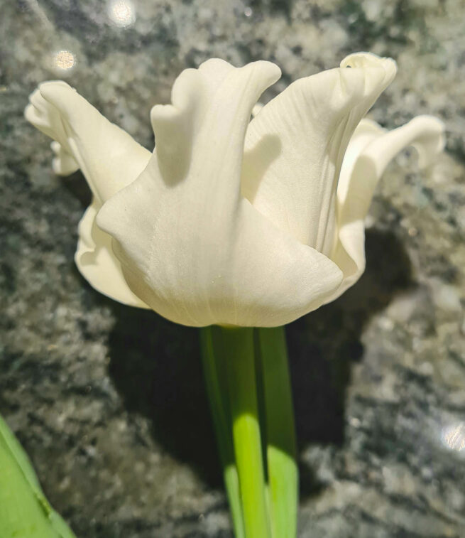 Tulpanen White Liberstar är en kritvit tulpan med en unik form på blomman, det är en nyhet och kallas Coronet som betyder kron-tulpan. Coronet-gruppen är registrerad i internationella registret för Tulpaner. Blommar mycket länge och fungerar lika br
