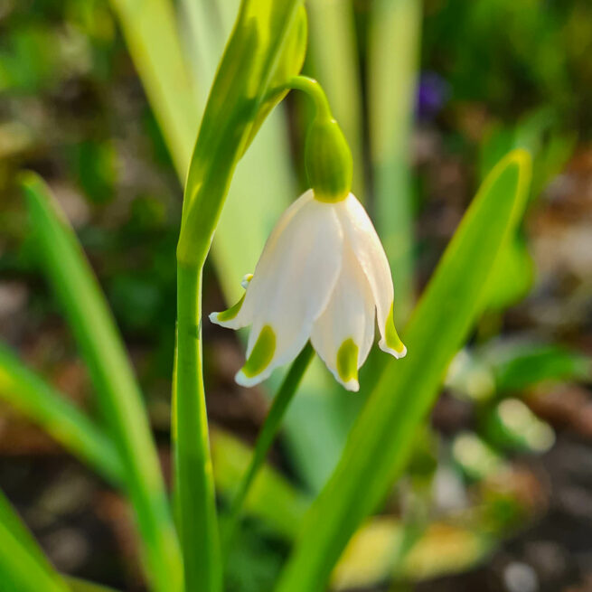 Sommarsnöklocka Leucojum aestivum är en amaryllisväxt som beskrevs av Carl von Linné. Kallas också för klosterlilja. Blommar i klasar med gröna markeringar på bladen. Behöver fukt och blommar i april-maj. Ca 20-30 cm.