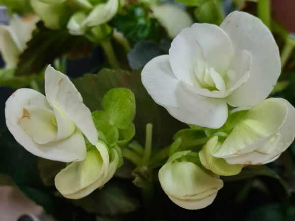 Begonia ’Pendula White’.