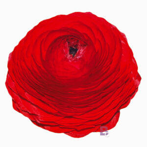 Ranunculus asiaticus ’Elegance Rosso’